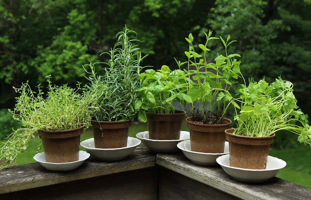 The power of tea herbs